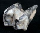 Rooted Fossil Tapir Tooth - Florida #9957-2